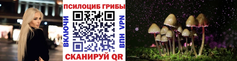 где купить наркоту  Жуковский  Псилоцибиновые грибы Cubensis 
